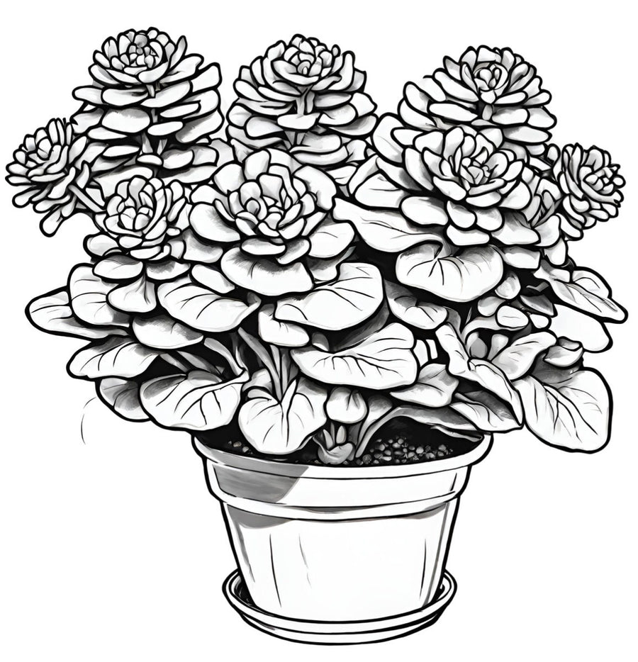 Stress-Relieving Coloring Book featuring Desert Oasis Cacti and Succulents
